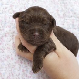 Harry Potter - Brown male Cockapoo puppy in Bethlehem, Georgia from Darling Doodles
