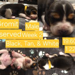 Gromit-Yellow Male - Black white and tan male Beagle puppy in Bemidji, Minnesota from Nse Farms Beagles