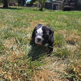 Ben - Black tri-color male Bulldog puppy in Albany, Oregon from Red Cloud Australian Shepherds and DeGray Great Danes & Bulldogs