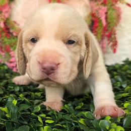 Lemon and white girl (pink collar) - Lemon and white female Beagle puppy in Spring Branch, Texas from Lost Trail Kennels