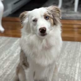 Scarlett - Miniature American Shepherd