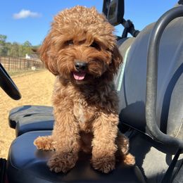 Hazel - Cavapoo