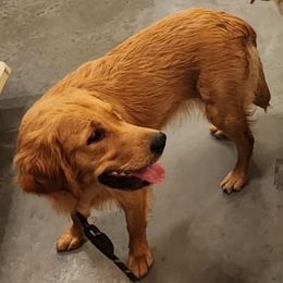 Cinnamon - Golden Retriever