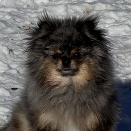 Otter-Lee - Pomeranian