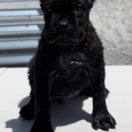 Female 3 - Black female Cane Corso puppy in California from Donato Kennels