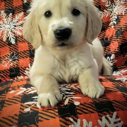 Icy - Light golden male Golden Retriever puppy in Fithian, Illinois from LOMAH Retrievers