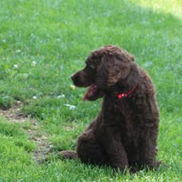 Poodle Puppies from RK'S Pets