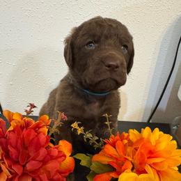 Light Blue - Brown female Chesapeake Bay Retriever puppy in Lewiston, Utah from Bellus Chesapeakes