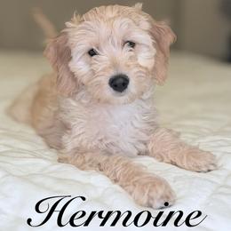 Hermoine (Green Collar) - Apricot female Goldendoodle puppy in Portland, Oregon from Smith Family Doodles