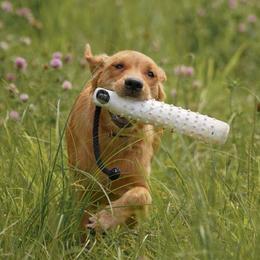 Golden Retrievers from UpSouth Golden Retrievers