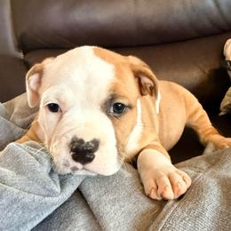 Boy 1 - Red male American Staffordshire Terrier puppy in Georgia from Ynez Kennels
