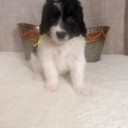 BabyRuth - Black and white female Bernedoodle puppy in Luana, Iowa from Country View Bernedoodles and Goldendoodles
