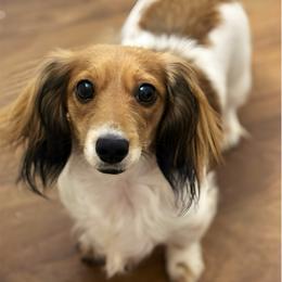 Maleficent - Dachshund