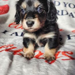 Beaudy - Black and cream male Dachshund puppy in Anaconda, Montana from Williams Family Dachshunds