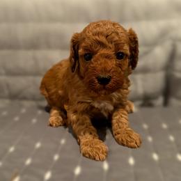 Susan - Red  female Poodle puppy in Bells, Texas from Partridge Doodles and Poodles