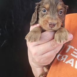 Thurston - Chocolate and tan male Dachshund puppy in Bigfork, Minnesota from Long Ears and Long Dogs Ranch