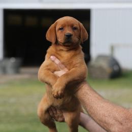 Yahtzee - Yellow female Labrador Retriever puppy in South Lyon, Michigan from Matoskah Meadows Labradors