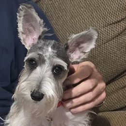 Bella - Miniature Schnauzer