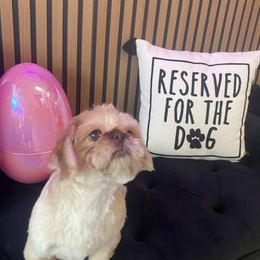 Shih Tzu puppies from Lilly’s Seashore Shih Tzus