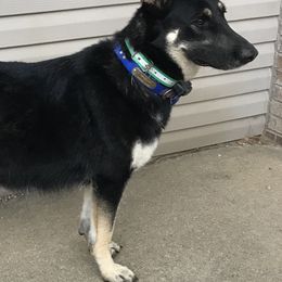 German Shepherds from Moonglow Shepherds