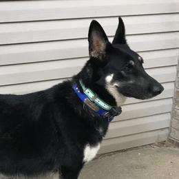 German Shepherds from Moonglow Shepherds