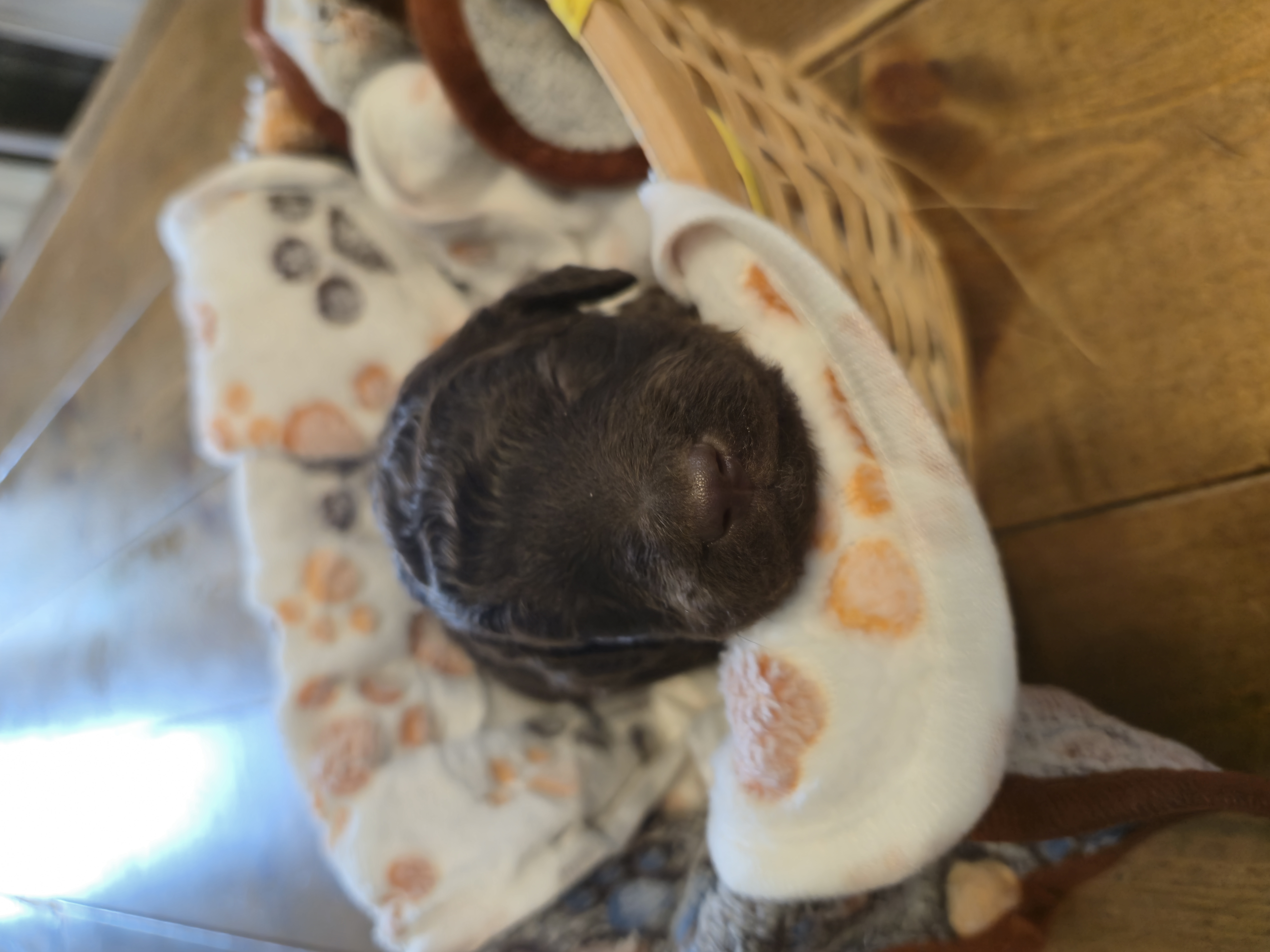 Whoodle Puppies from White's Whoodles