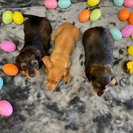 Dachshund Puppies from Little e Dachshunds