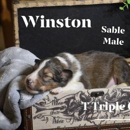 Winston - Sable and white male Shetland Sheepdog puppy in Gladbrook, Iowa from T Triple C Shelties