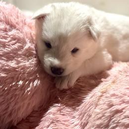 Baymax - White male Siberian Husky puppy in Diamond Lake, Washington from Husky Haven WA