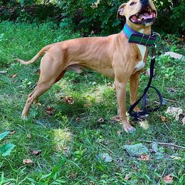 American Pit Bull Terrier All Grown Up from Paradigm Kennels