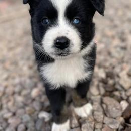 Australian Shepherds from D 1/2 s Ranch