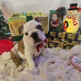 Torro - Red brindle and white male Bulldog puppy in Arlington, Washington from Stout's Hunting Labs and trsbullies