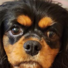 Cavalier King Charles Spaniels and Shih Tzus from Nashell Lynem