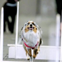 Miniature American Shepherd All Grown Up from Wx Kennels