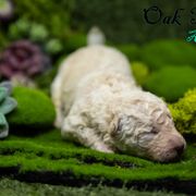 Mudi and Silken Windhound Puppies from Oak & Soul (Oak Creek) Silken Windhounds and Mudi