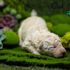 Mudi and Silken Windhound Puppies from Oak & Soul (Oak Creek) Silken Windhounds and Mudi