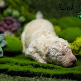 Mudi and Silken Windhound Puppies from Oak & Soul (Oak Creek) Silken Windhounds and Mudi