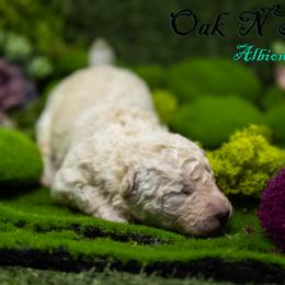 Mudi and Silken Windhound Puppies from Oak & Soul (Oak Creek) Silken Windhounds and Mudi
