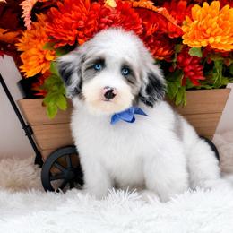 Marley-Blue Eyes - Merle male Bernedoodle puppy in Statesville, North Carolina from Doodle Babies