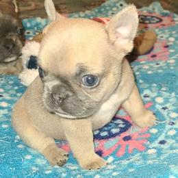Ramona - Liver female French Bulldog puppy in Graham, Washington from Kristy's French Bulldogs & Mini Schnauzers