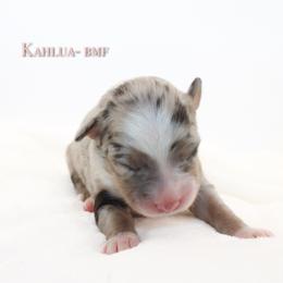 Kahlua - Blue merle female Australian Shepherd puppy in Coldwater, Michigan from Northern Star Australian Shepherds
