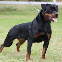 Rottweilers from Vom Haus Burns LLC