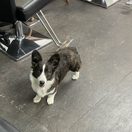 American Corgis from Barnes  Country Corgis