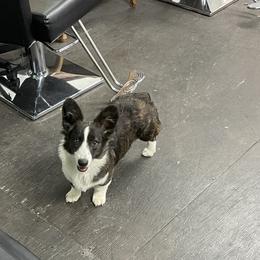 American Corgis from Barnes  Country Corgis