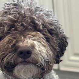 Wanda - Lagotto Romagnolo