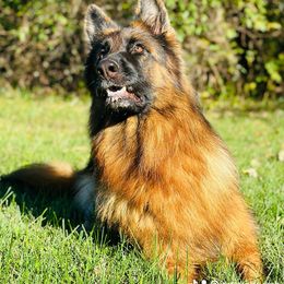 Khalessi - German Shepherd