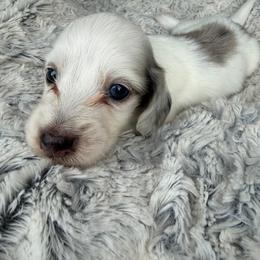Freddy - Piebald male Dachshund puppy in Jarales, New Mexico from Poker Paws Dachshunds