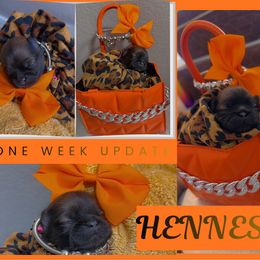Hennessy - Brindle female Shih Tzu puppy in San Tan Valley, Arizona from Pretty Paws Shih Tzu's