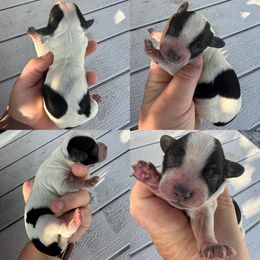 Blue Roan boy - Blue roan male English Cocker Spaniel puppy in Millen, Georgia from Pine Hill Kennels