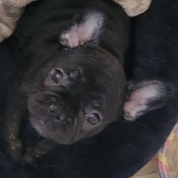 French Bulldog Puppies from Daisy's French Bulldogs